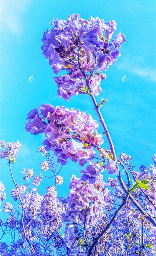 梧桐花开 人间正夏 腾讯新闻