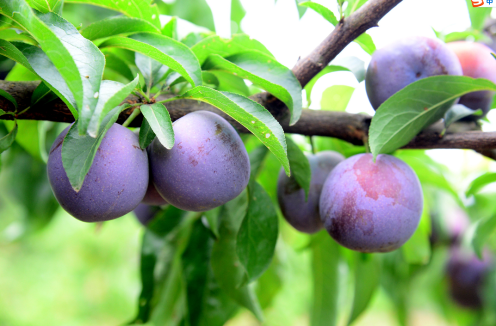 金堂与"李"有约!