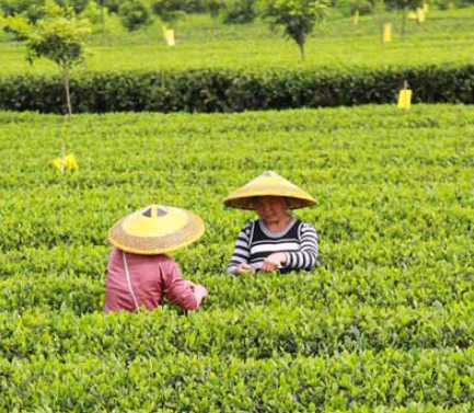 湄潭人口_吴疆在务川、湄潭调研经济运行、人口和脱贫攻坚普查工作