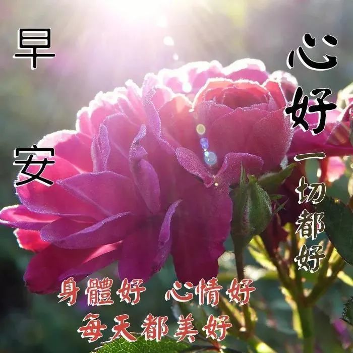 9張有創意的友情早上好免打字圖片帶祝福語,免打字溫馨的夏天大家早上