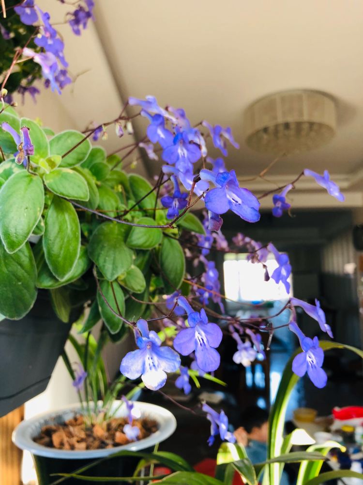 室内盆栽"新宠"—蓝海豚,花叶共赏,多季节开花,夏天也能养