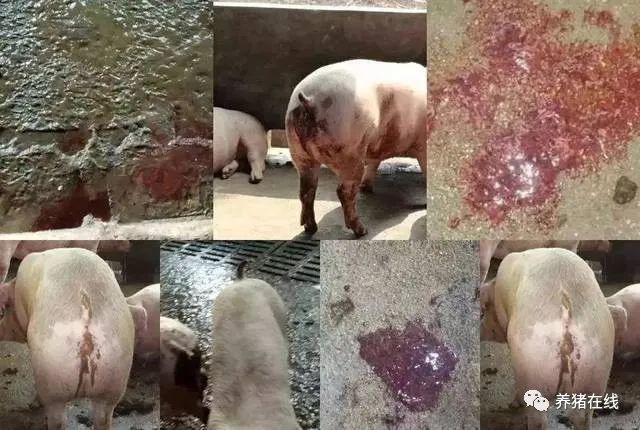 【技术】猪出现红痢,胀气怎么处理?