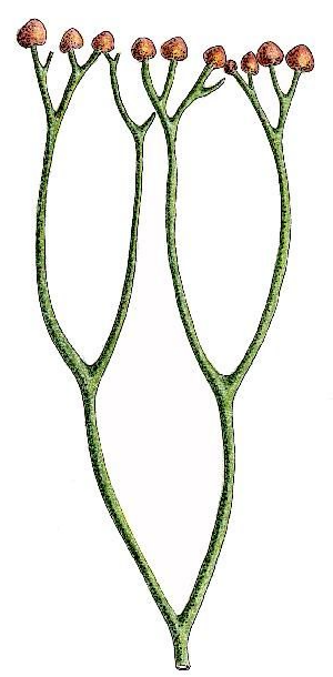 顶囊蕨复原图及化石(来源:pinterest)虽然这些蕨类还