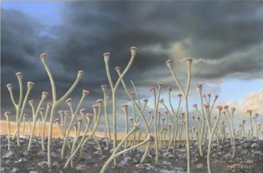 陆地广泛发育的顶囊蕨(来源:pinterest)裸蕨与发育出维管束的莱尼蕨