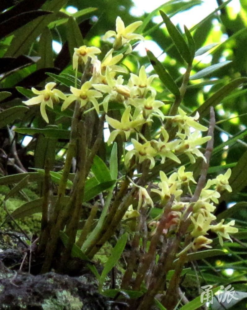 生长在悬崖峭壁!奉化高山现珍稀"铜皮石斛"