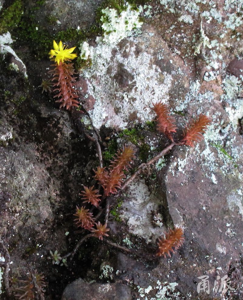 生长在悬崖峭壁!奉化高山现珍稀"铜皮石斛"