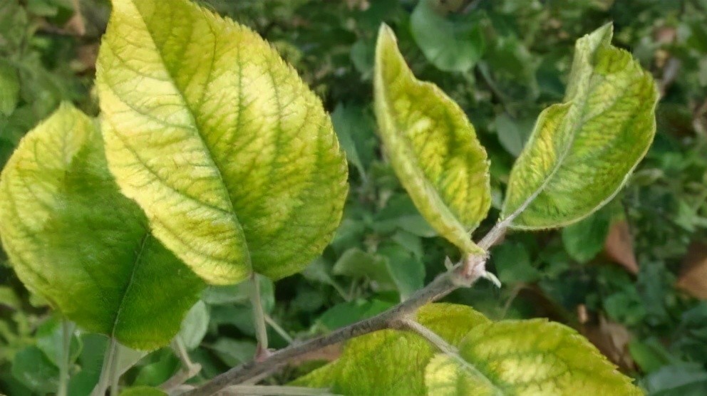 通过果树研究土壤更直观更方便,缺不缺素,果树器官:枝条(稀适,粗短)