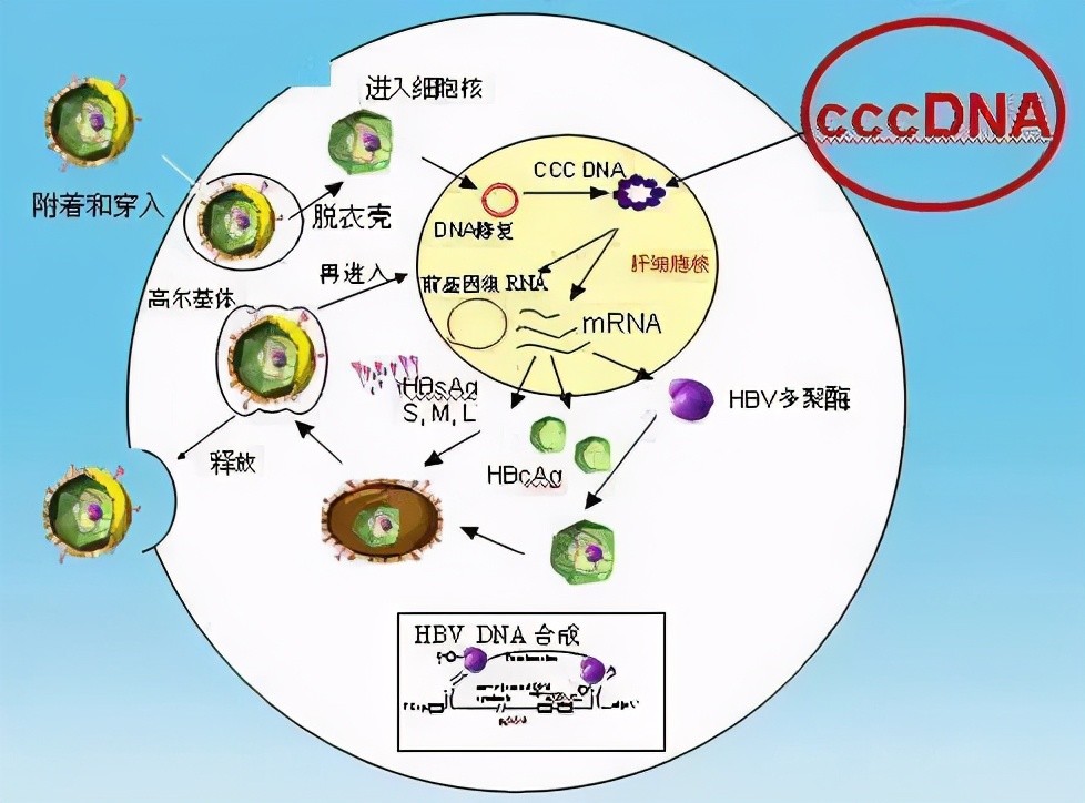 干扰素是什么样的图片（干扰素是什么）-第1张图片-潮百科