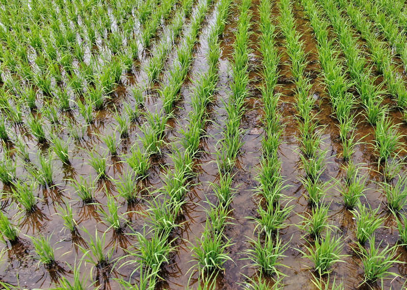 播种收割两不误秧苗又绿淮河岸