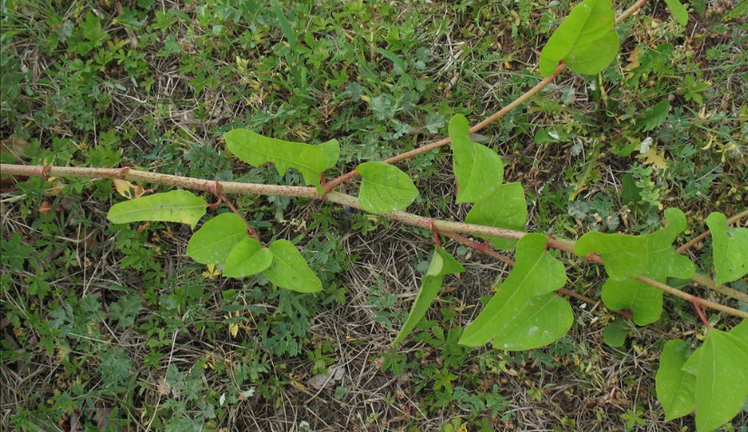 日本虎杖在英国泛滥成灾花63亿也无法根治为啥我国大量种植