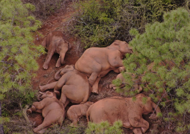 在大象酣睡的甸末山下,除了知了的叫声,周围一片安静,感觉不出直线200