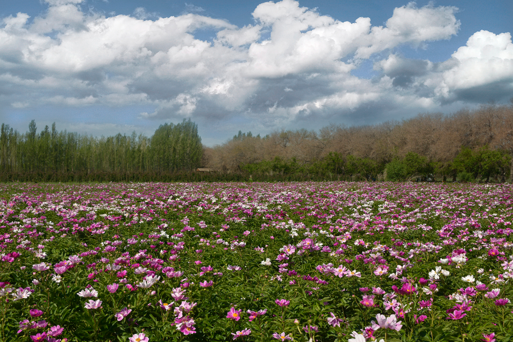 霍城:桑葚熟了,农桑园里好风景