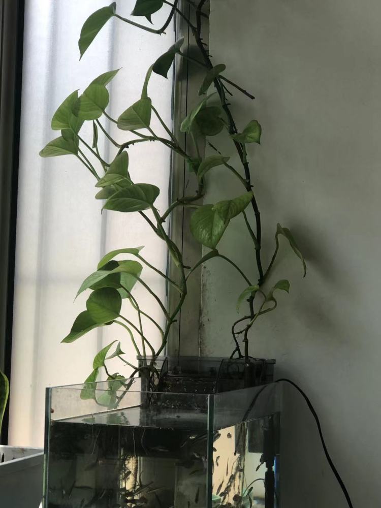 另一个小鱼缸也养了绿萝怎么延长换水时间?降低换水频率?