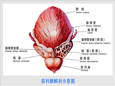 尿道|直腸|前列腺
