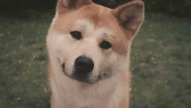 秋田犬那么可爱 为什么那么少人愿意养 腾讯新闻