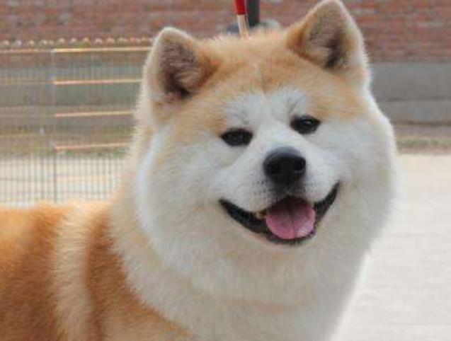 秋田犬那么可爱 为什么那么少人愿意养 腾讯新闻