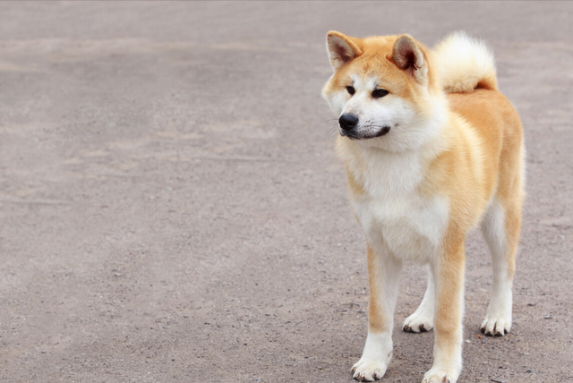 秋田犬那么可爱 为什么那么少人愿意养 腾讯新闻