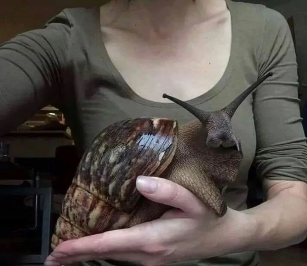 草率了南方的蜗牛原来能长这么大