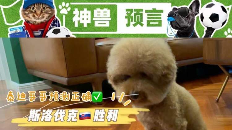 欧洲杯 欧洲杯神兽预测D5：法国VS德国焦点战 狗子绕了一大圈奔向……
