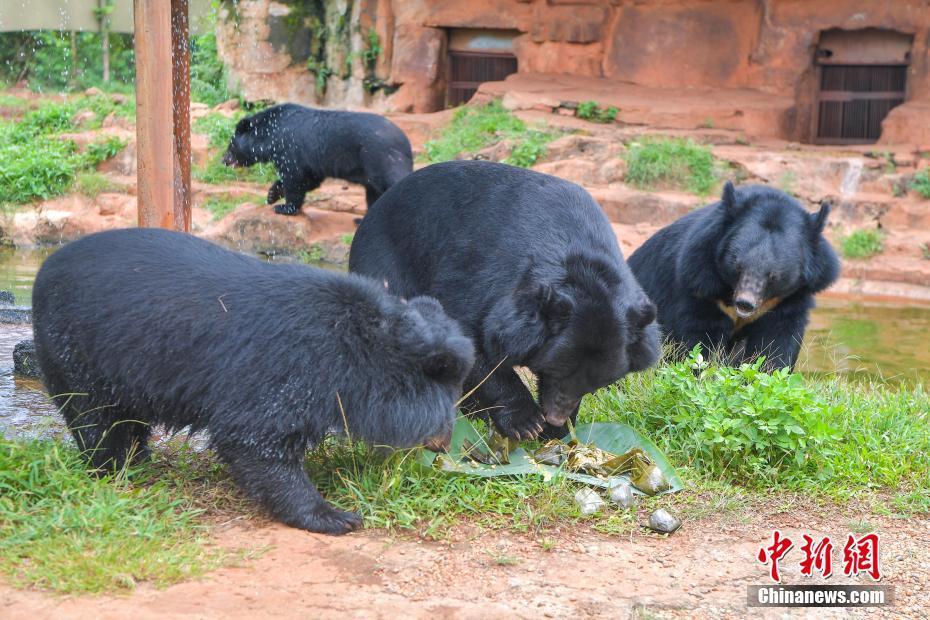 早上,在史坦顿岛的一个停车场发现一只死熊,警方正在调查这一神秘事件
