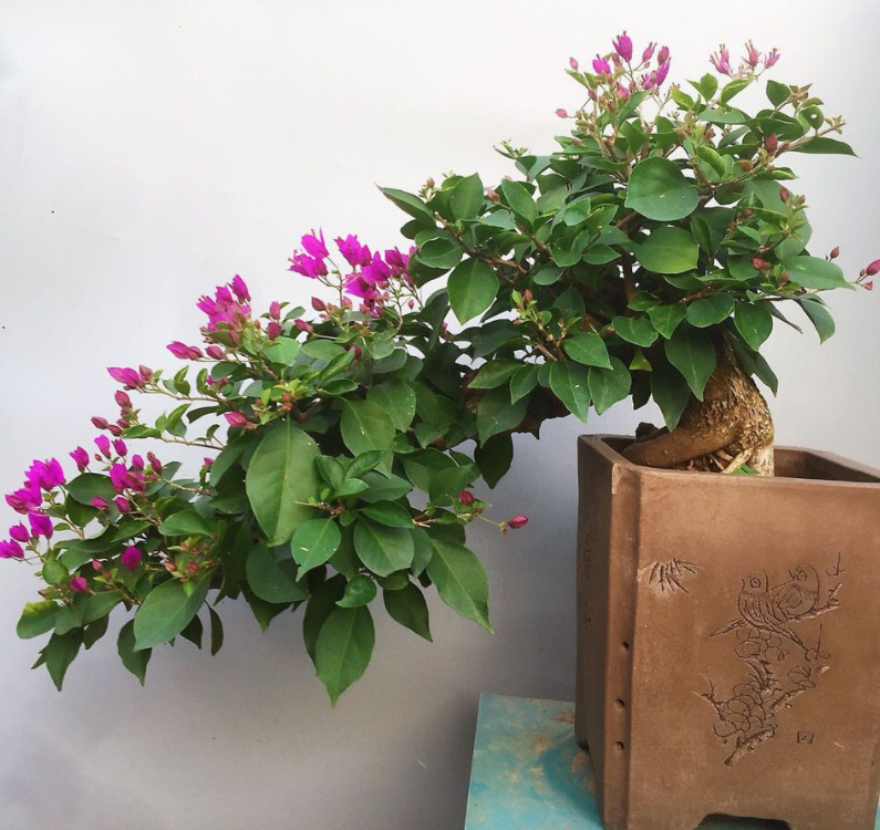 家庭养三角梅 不达到这4个条件 盆栽很难四季开花 腾讯新闻