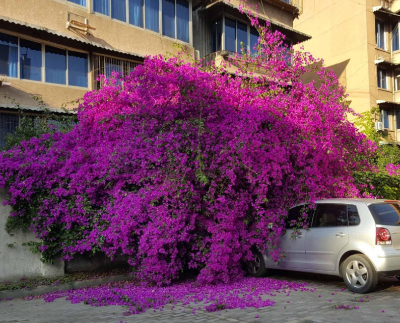 家庭养三角梅 不达到这4个条件 盆栽很难四季开花 腾讯新闻