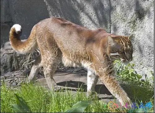 西雙版納勐臘縣首次拍到國家一級保護動物金貓影像