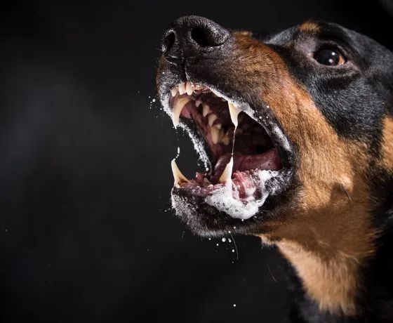 带狗赴美有新规!cdc禁止从狂犬病高危国家进口犬只