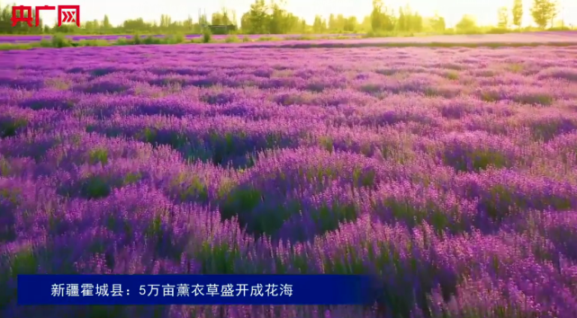 紫色花海 新疆伊犁5万亩薰衣草盛开 腾讯新闻