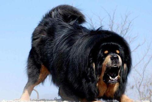 世界上 最孤独 动物 全球仅剩一只 它如果离世 意味着这个物种的消失 腾讯新闻