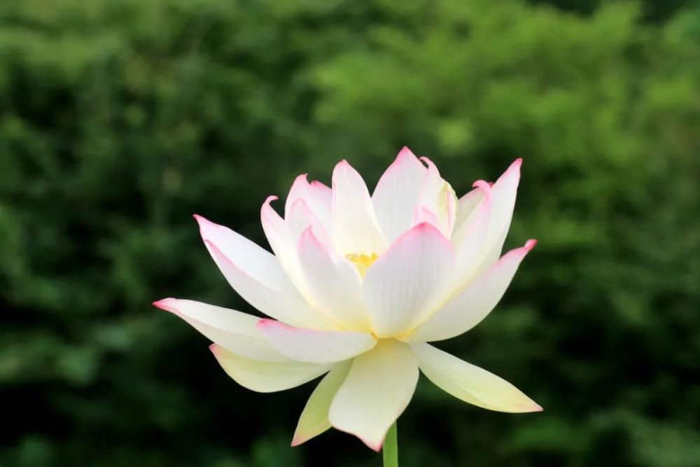 赏花季 赏荷 正当时 在雨后的清新中 赴一场夏日的荷花之约 腾讯新闻