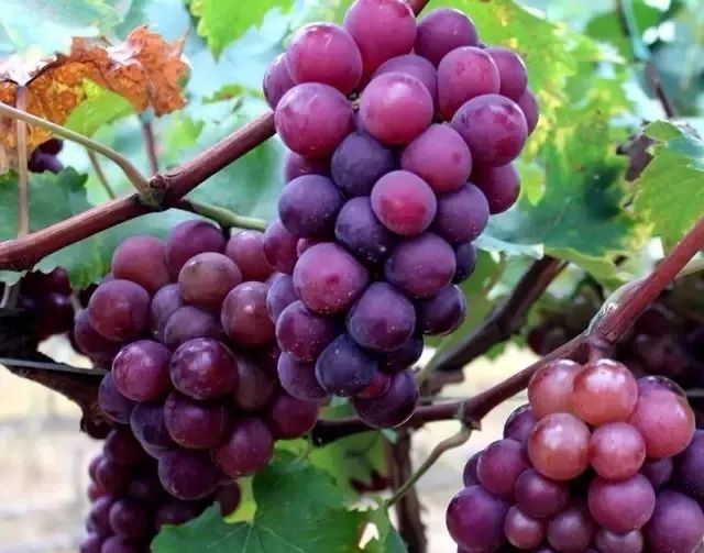 柳江鲁比葡萄粒粒爆汁爽翻您的味蕾