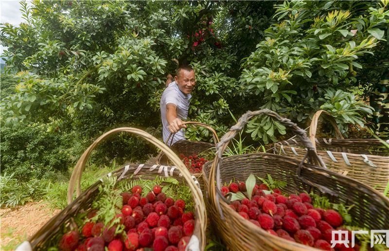 赵春亮摄 2021年6月14日,果农在江西省新余市仙女湖区白田村杨梅基地
