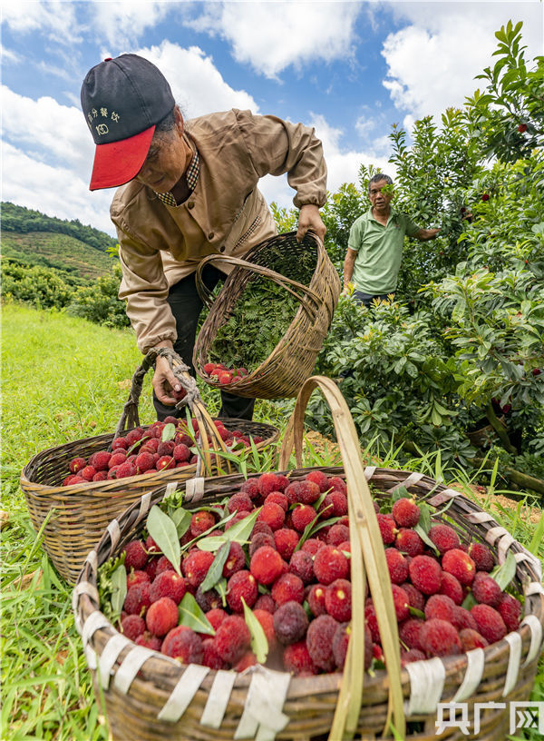 杨梅熟了喜采摘