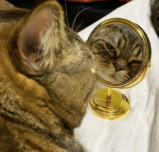 对镜狂舞时你家猫猫认识镜中的自己吗