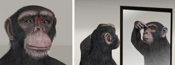 对镜狂舞时,你家猫猫认识镜中的自己吗?