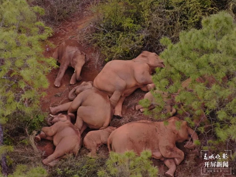 追大象的人:每天监测超12小时,他们见证"短鼻家族"增添新成员