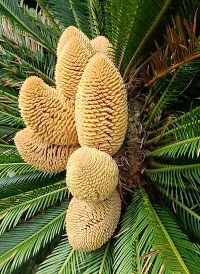 但是鐵樹開花後也會結出果實,只不過鐵樹果實是有毒的,當它開花結果後