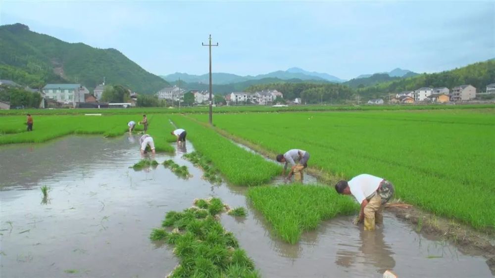 龙泉市兰巨乡石玄湖村的水稻育苗中心,今年可以为周边农户集中育秧70