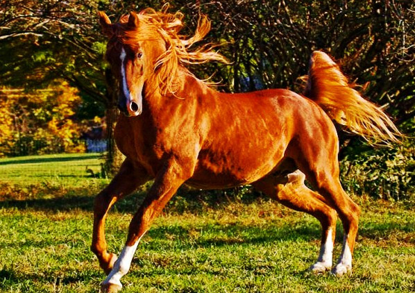 汗血马是否历史杜撰