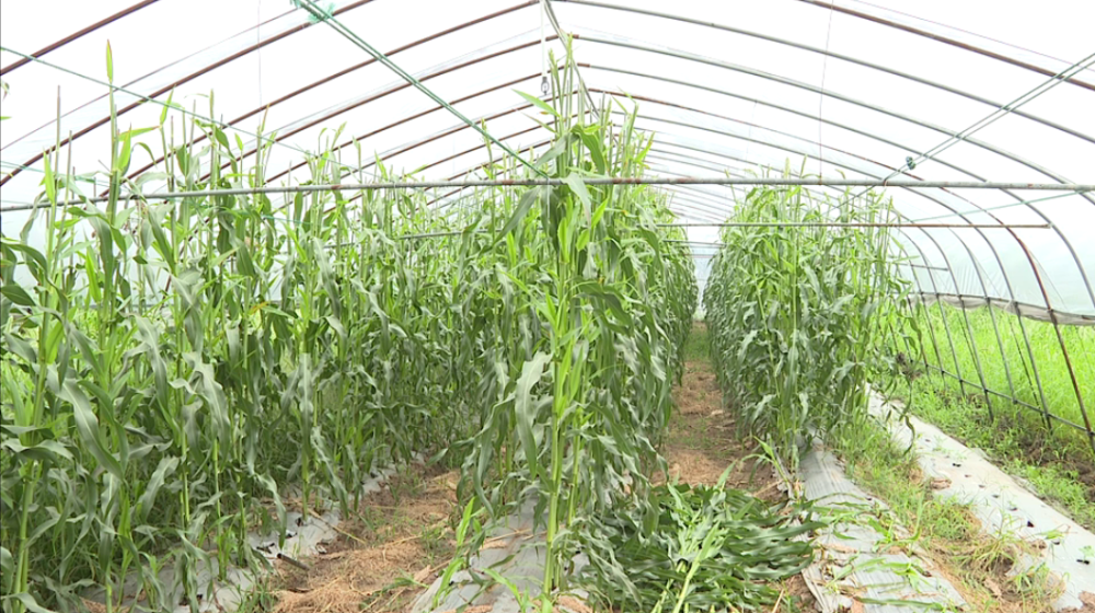 崇明甜芦粟上市