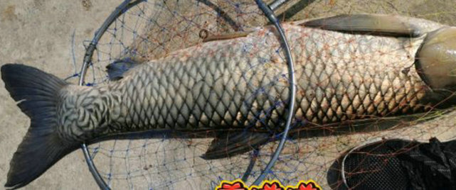 男子水库钓起罕见大草鱼鱼尾处鳞片呈漩涡状网友太极图