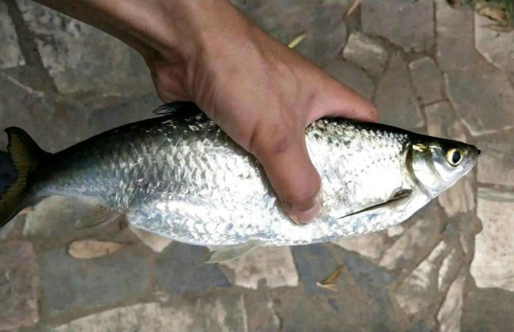 餐条鱼王广西钓友钓起罕见大餐条鱼将近半斤重