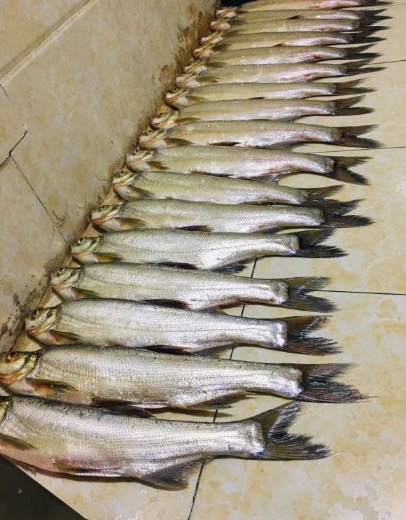 餐条鱼王广西钓友钓起罕见大餐条鱼将近半斤重