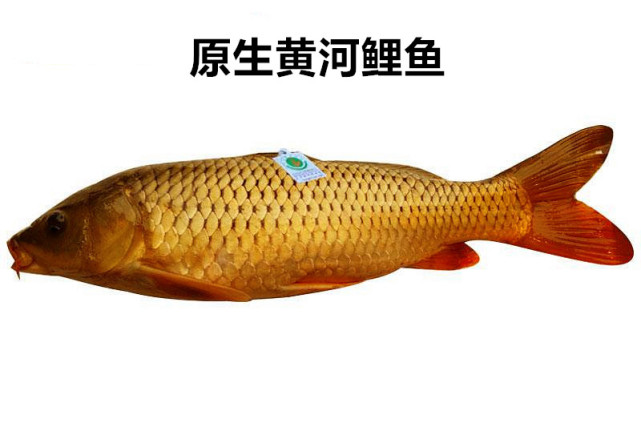 黄河鱼种类图片名称图片