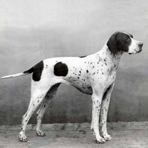 寻根问祖系列(67):波音达犬(pointer)