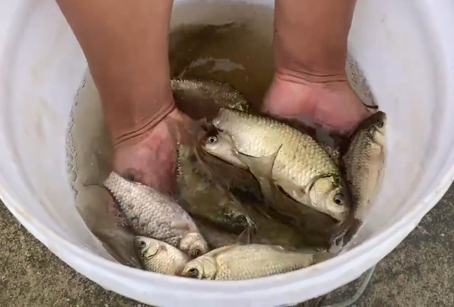 雨后,农村垄沟里竟多了这么多鱼,小伙直接用手抓,乐坏了!_腾讯新闻