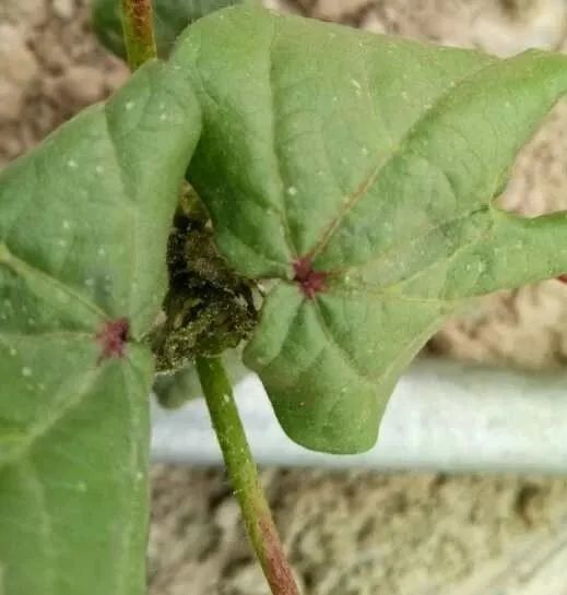 棉花蚜虫的科学防治