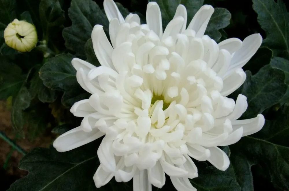 光玉黄菊白扇白菊百亩白色大棚里种满了各色各样的菊花品种,到了菊花