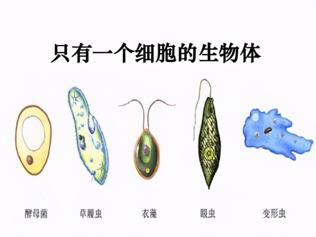 单细胞生物可以长到多大深海里的这种动物绝对出乎你的想象